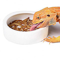 RunXF Reptiles Bowl Ceramics Dish Round Feeder Anti-Escape Breadworm Plate with Deep Edge for Lizard Gecko Tortoise (S) large rock feeder