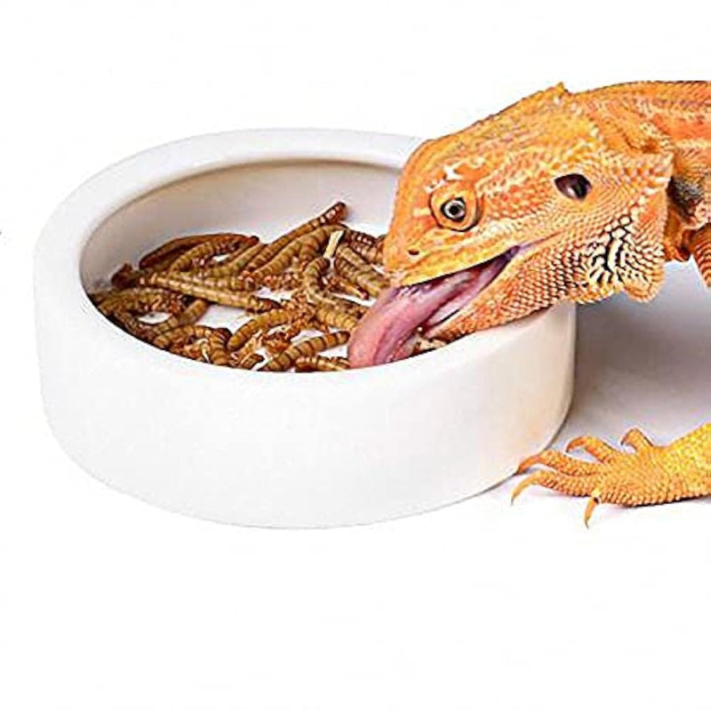 Ceramic Reptile Feeder Bowl – Anti-Escape Dish for Lizards, Geckos & Tortoises (Small)